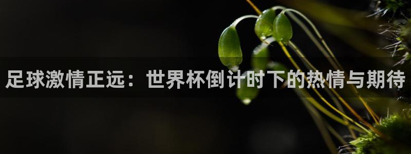 2026葡萄牙杯赛程表：足球激情正远：世界杯倒计时下的热情与期待